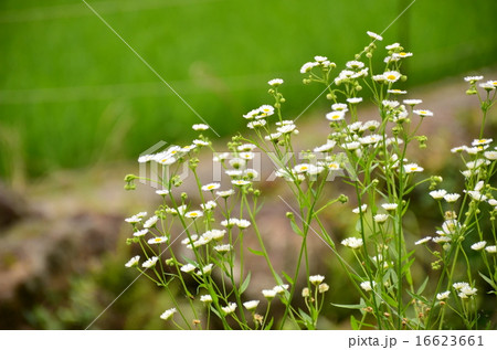 新城市　四谷の千枚田の野の花 16623661