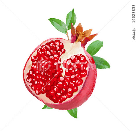 Fresh Watercolor Pomegranate Vector Illustrationのイラスト素材