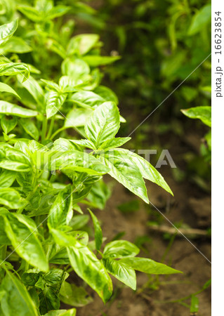 Basil plant 16623854