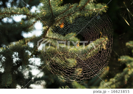 Inspiration web 16623855