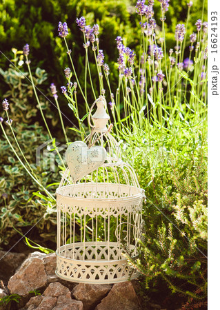 Lavender on rockery Lavender on rockery 16624193