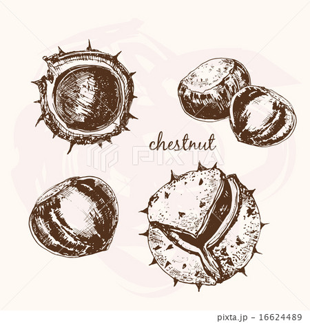 Chestnuts 16624489