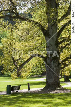 Old Oak Tree 16624525