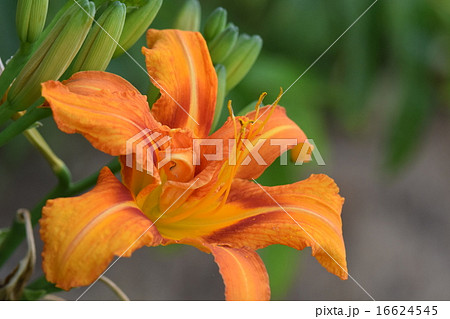 ヤブカンゾウの花 16624545