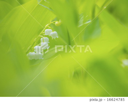 すずらん 16624785