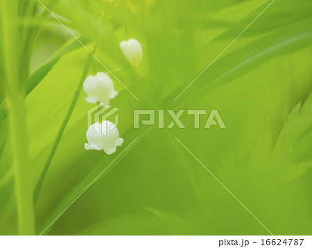 すずらん 16624787