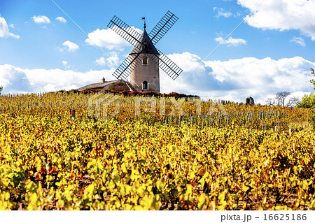 vineyard with windmill near Chenas, Beaujolais vineyard with windmill near Chenas, Beaujolais 16625186