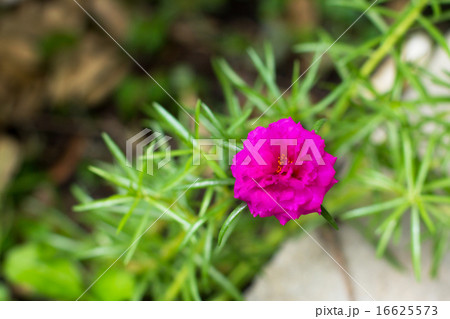 Bright pink flower and green leaf, moss rose 16625573
