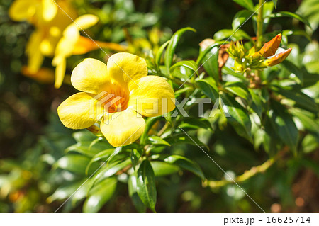 Yellow allamanda flower golden trumpet vine 16625714