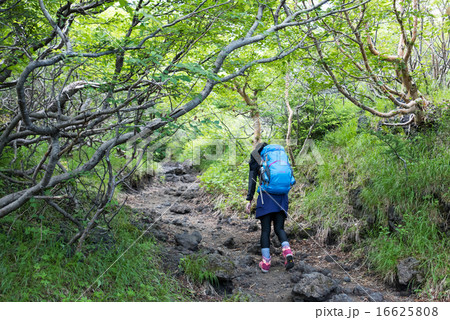富士登山　須走ルート　五合目　森林地帯 16625808