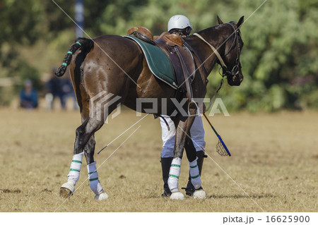Polo-Cross Horse Rider Walking Polo-Cross Horse Rider Walking 16625900