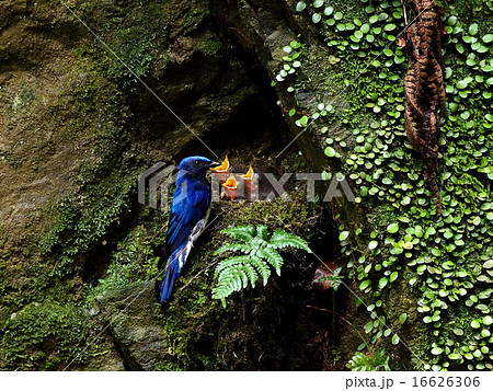 オオルリ 16626306