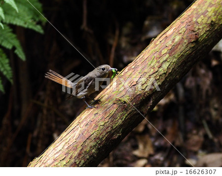 オオルリ 16626307