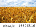 Field wheat 16626316