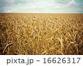 Wheat field 16626317
