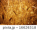 Wheat 16626318