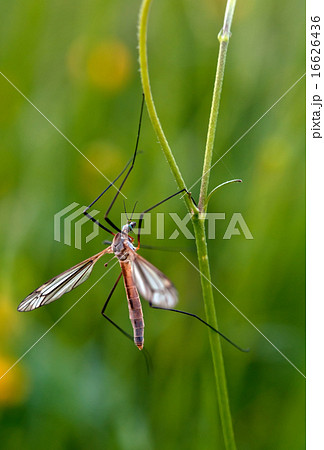 mosquito nematocera mosquito nematocera 16626436
