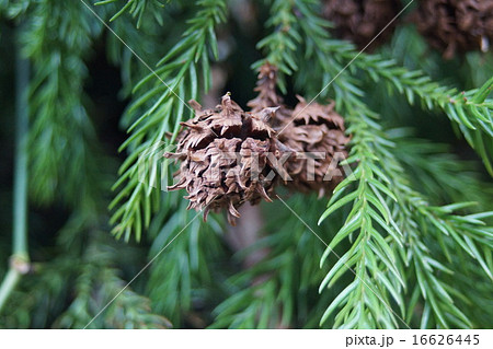 種放出後の杉の雌しべの写真素材