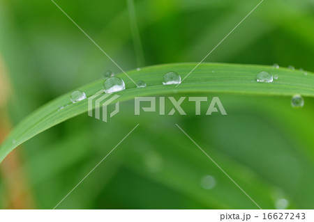 小雨降る草原の草に水滴 小雨降る草原の草に水滴 16627243
