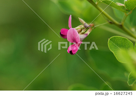 鮮やかな紅紫色の毛萩の花と蕾 16627245
