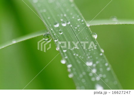 小雨降る草原の草に水滴 16627247