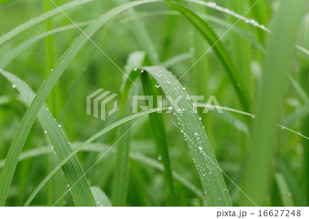 小雨降る草原の草に水滴 16627248