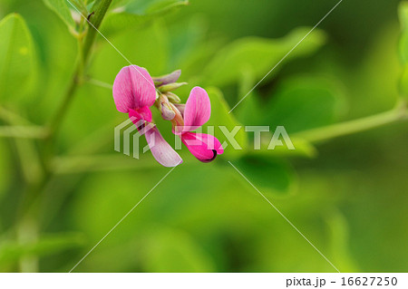 鮮やかな紅紫色の毛萩の花と蕾 鮮やかな紅紫色の毛萩の花と蕾 16627250