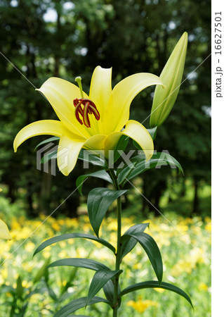 黄色いユリの花と蕾の写真素材