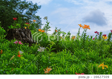 咲き乱れるカラフルなゆりの花 咲き乱れるカラフルなゆりの花 16627509