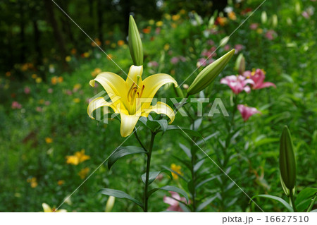 咲き乱れるカラフルなユリの花 咲き乱れるカラフルなユリの花 16627510