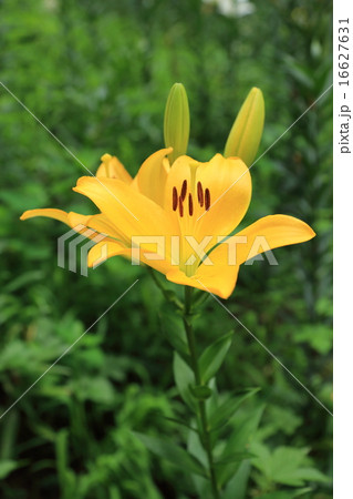 ゆり園の黄色いユリの花と蕾 ゆり園の黄色いユリの花と蕾 16627631