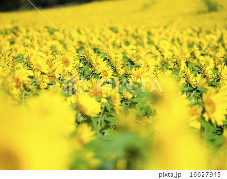 ヒマワリ(+前ぼけ強調) ヒマワリ(+前ぼけ強調) 16627945