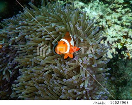 クマノミ 16627963