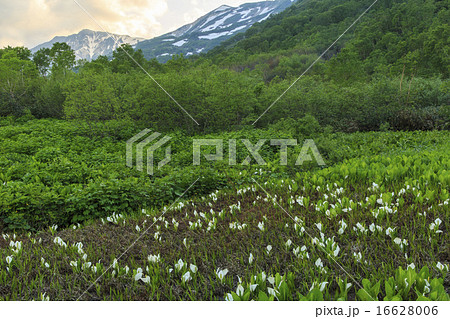 栂池自然園 栂池自然園 16628006