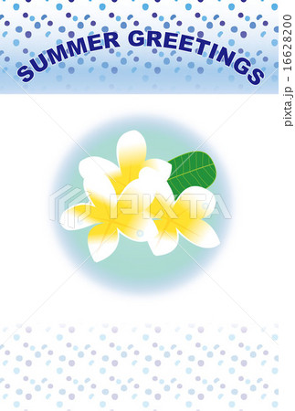 プルメリアの花のポストカード 16628200