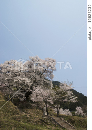奈良 仏隆寺 桜咲くころ 奈良 仏隆寺 桜咲くころ 16628239