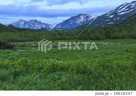栂池自然園 16628347