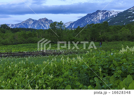 栂池自然園 16628348