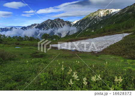 栂池自然園 16628372