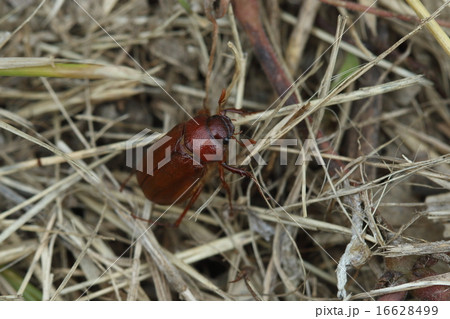 生き物 昆虫 ナガチャコガネ 目立たない小さな甲虫ですが 様々な木の根を食い荒らす大害虫のようですの写真素材