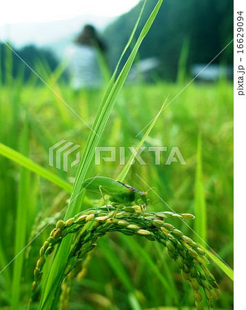 稲穂とバッタ 16629094