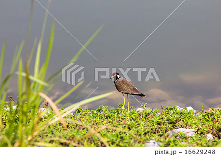 Red-wattled Lapwing 16629248