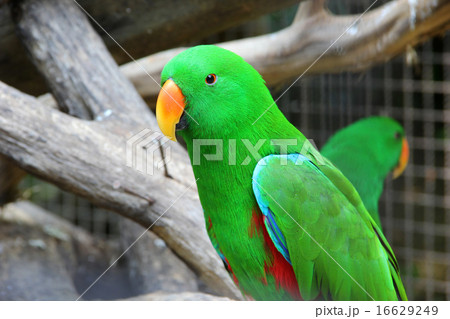 Green eclectus parrot 16629249