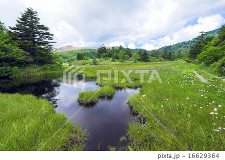 芳ヶ平湿原から草津白根山 芳ヶ平湿原から草津白根山 16629364