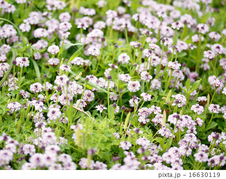 イワダレソウ 16630119