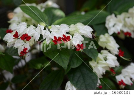 ゲンペイカズラ ゲンペイカズラ 16630135