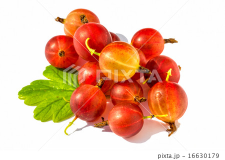 Ripe red  gooseberry with leaf isolated on white 16630179