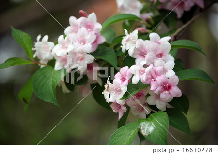 オオベニウツギ オオベニウツギ 16630278