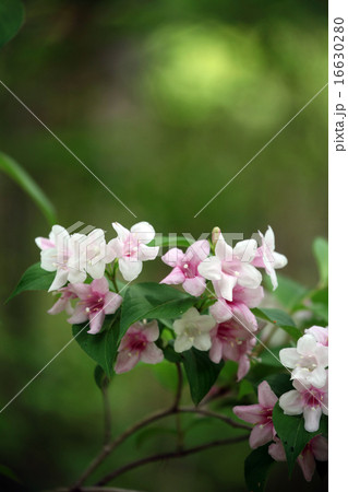 オオベニウツギ 16630280