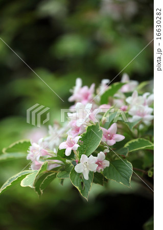 オオベニウツギ 16630282